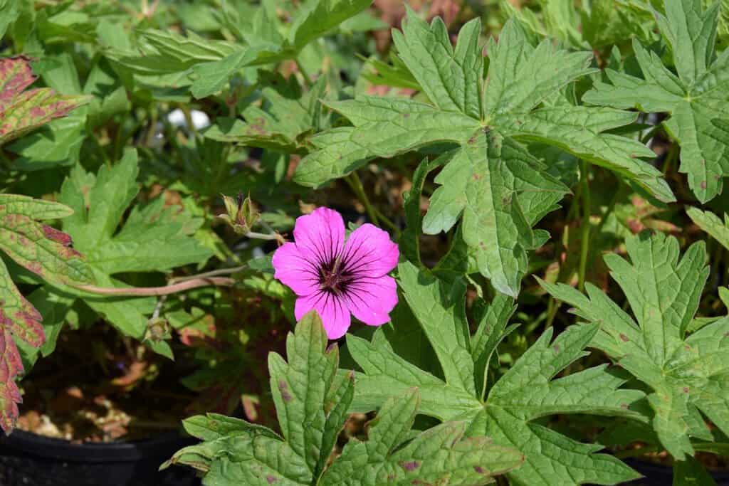Geranium 'Patricia' ---